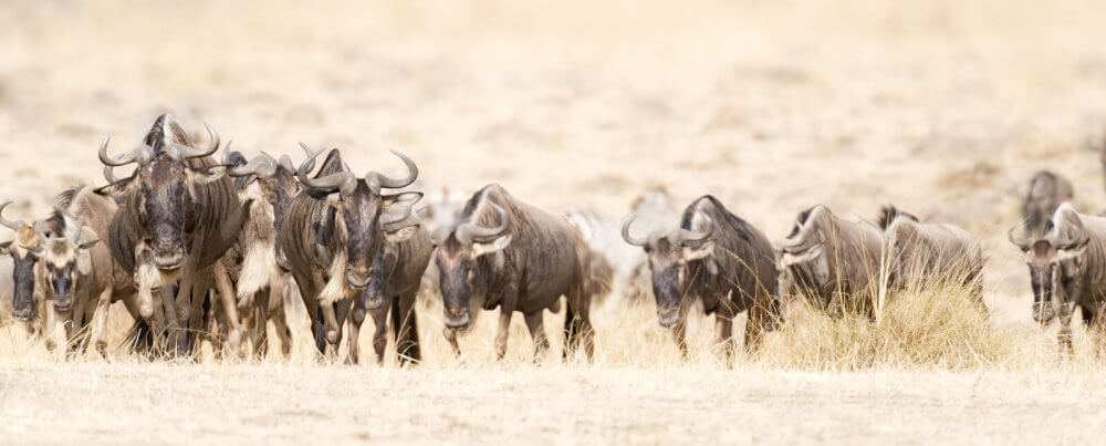 Great Wildebeest Migration